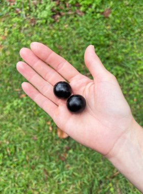 Hand holding Jaboticaba fruit (Brazilian grape tree). Growing fruits concept