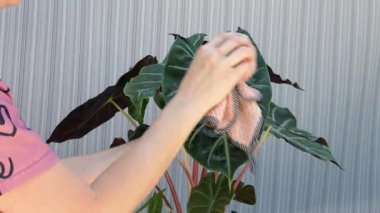 Kadın Temizleme Alocasia Bitkisi Evde Bitki Bakımı, Kumaşla Doğal Yaprak Tozu, Ev İçi Yeşil Yapraklar, Caladium Yaprak Bakım Rutini. Yüksek kalite 4k