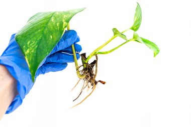 Rooted plant cutting held by gloved hand on white background  indoor gardening, propagation, houseplant care, and horticulture concept with clean minimal background for educational use