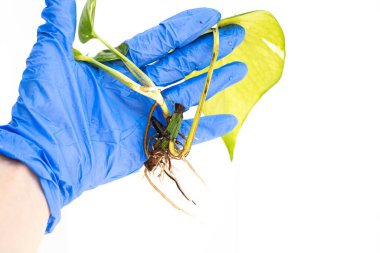 Rooted plant cutting held by gloved hand on white background  indoor gardening, propagation, houseplant care, and horticulture concept with clean minimal background for educational use