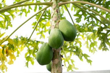 Papaya ağacında yetişen bir sürü papaya meyvesi. Arka bahçede tropikal meyveler yetiştiriyor. Bahçıvanlık 
