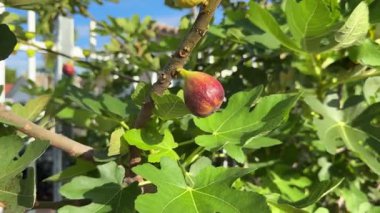 Ağaçtaki tek olgun incir meyvesi altın güneş ışığında parlıyor, doğal güzelliğin sembolü, organik tarım, mevsimsel hasat, Akdeniz besin ve sağlıklı yaşam tarzı ilhamı..
