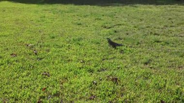 Hızlı İguana Koşan Yeşil Çimen Sürüngen Doğa Hareketi Küçük Kertenkele Tropikal Hayvan Hızlı Sürtünme Açık Hava