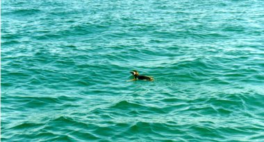 Peninsula Valdes 'in soğuk sularında yüzen penguen