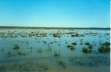 Kusursuz ufuk hizasına sahip engin, su basmış alan.