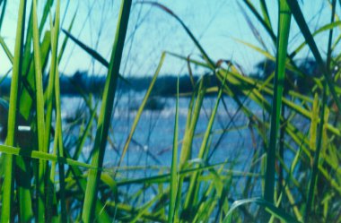 Arka planında büyük bir göl olan otlak bir alan.