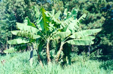 Exotic fruit tree in the jungle clipart