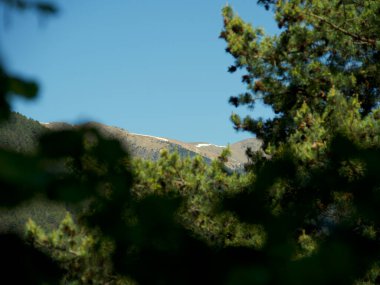 Çamların arasından görünen çıplak dağların tepesinde