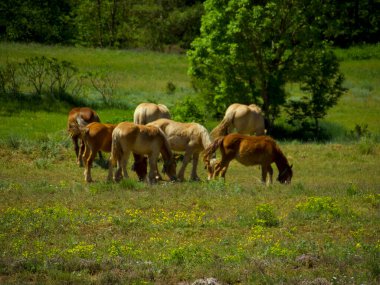 Dağ çayırında otlayan bir grup at.