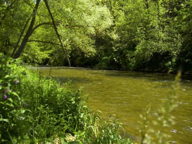 Sessiz dağ nehri ormanda huzur içinde akıyor.