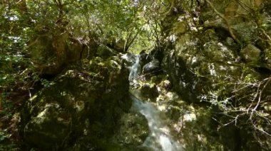 Taze, kristal berrak, vahşi su bir dağın yamacındaki kayalar ve ağaçlar arasında akıyor..