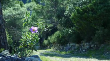 Bir dağ yolunun yanındaki taşın üzerinde mor bir çiçek.