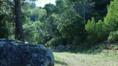 Dağ yolu verimli kozalaklı ormanlarla çevrili.