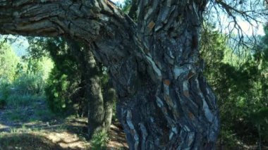 Bir ağacın kaba yüzeyinde yükselen resim