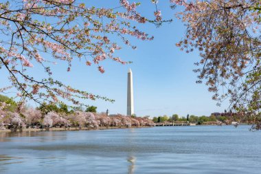 1 Nisan 2025: Vişne çiçekleri Washington D.C. Credit 'teki gelgit havzasının etrafında en yoğun şekilde görülür: Brandon J. Moser