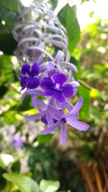 Petrea Volubilis Mor isimli bir tür tırmanma bitkisi.