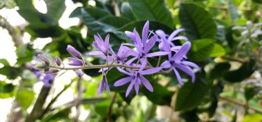 Petrea Volubilis Mor isimli bir tür tırmanma bitkisi.