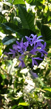 Petrea Volubilis Mor isimli bir tür tırmanma bitkisi.