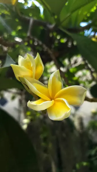 Frangipani çiçekleri tropikal bölgelerde yetişir, çiçekler sarı ve kokuludur..
