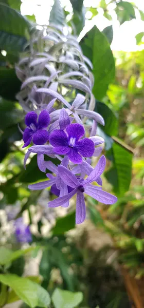 Petrea Volubilis Mor isimli bir tür tırmanma bitkisi.