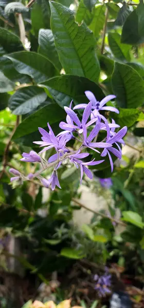 Petrea Volubilis Mor isimli bir tür tırmanma bitkisi.