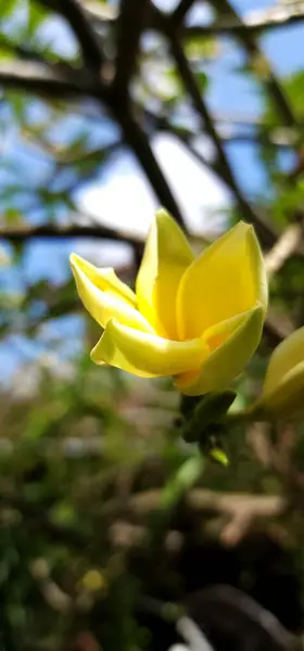 Sarı frangipani çiçekleri tropikal bölgelerde yaşar.