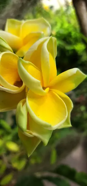 Sarı frangipani çiçekleri tropikal bölgelerde yaşar.