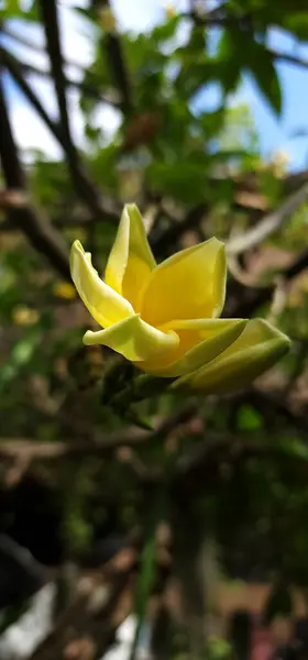 Sarı frangipani çiçekleri tropikal bölgelerde yaşar.