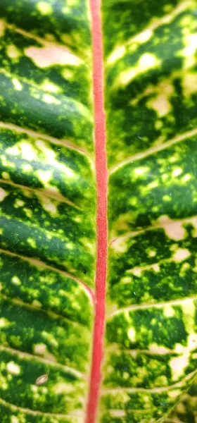 Aglaonema bitkisinin yaprakları yeşildir ve sarı benekleri vardır. Bir tür süs bitkisi yaygın olarak süs bitkisi olarak kullanılır..