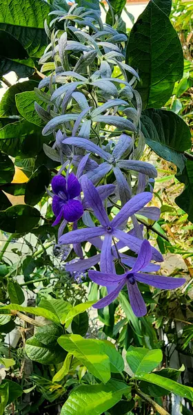 Petrea Volubilis Mor isimli bir tür tırmanma bitkisi.