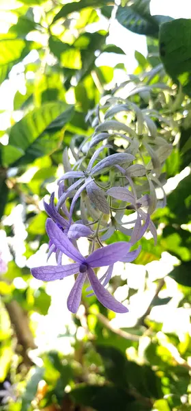 Petrea Volubilis Mor isimli bir tür tırmanma bitkisi.