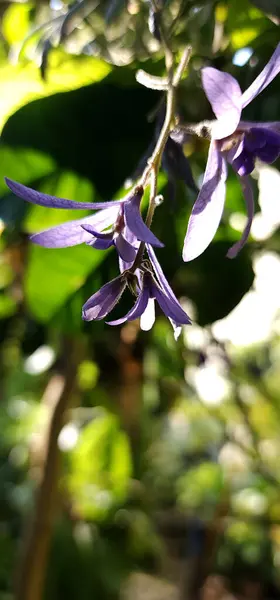 Petrea Volubilis Mor isimli bir tür tırmanma bitkisi.