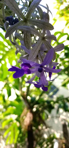 Petrea Volubilis Mor isimli bir tür tırmanma bitkisi.