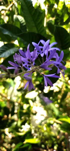 Petrea Volubilis Mor isimli bir tür tırmanma bitkisi.