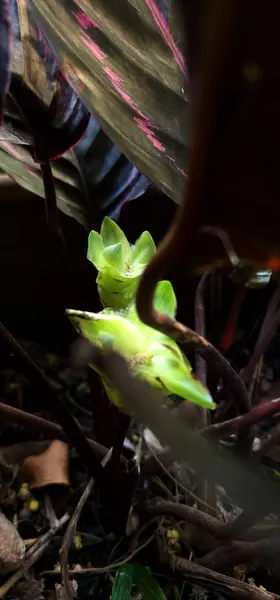 Dekoratif çiçek bitkisi Calathea Dottie Çiçeği