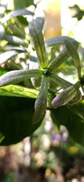 Petrea Volubilis Mor isimli bir tür tırmanma bitkisi.