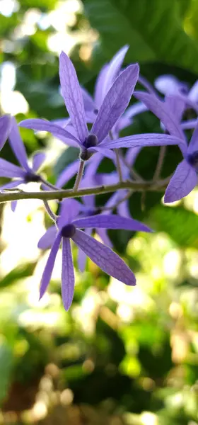 Petrea Volubilis Mor isimli bir tür tırmanma bitkisi.