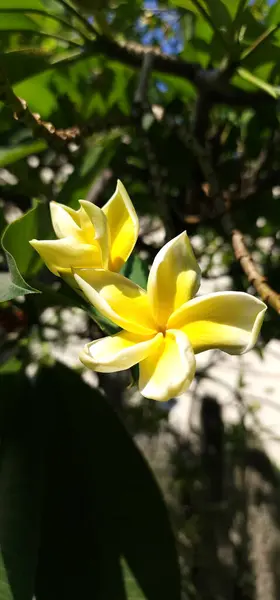 Sarı frangipani çiçekleri tropikal bölgelerde yaşar.