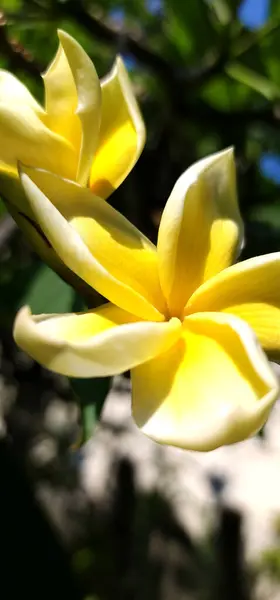 Sarı frangipani çiçekleri tropikal bölgelerde yaşar.