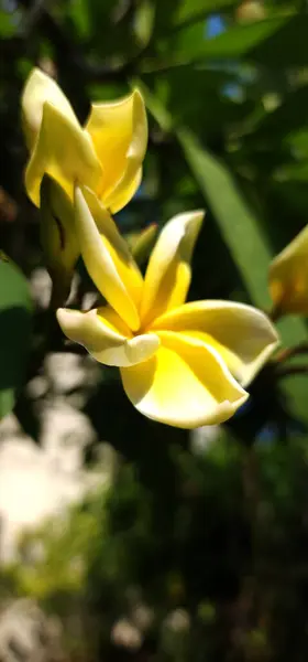 Sarı frangipani çiçekleri tropikal bölgelerde yaşar.