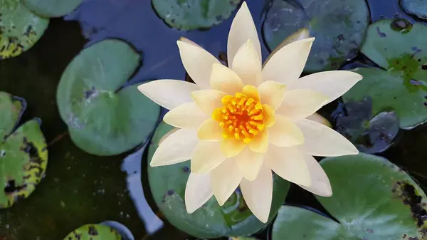 stock image Tunjung flower or a kind of charming lotus flower grows in water that is always blooming and has many kinds of flower colors