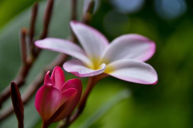 Kalp kırmızısı frangipani çiçekleri