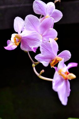 Koyu arkaplanda mavi orkide çiçeği