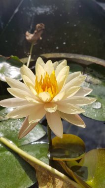 Bulanık ve koyu arkaplanı olan sarı nilüfer çiçeği