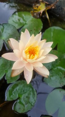 Bulanık ve koyu arkaplanı olan sarı nilüfer çiçeği