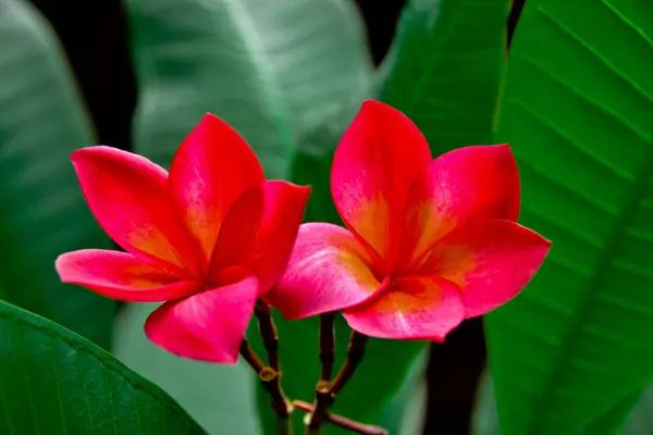 Kalp kırmızısı frangipani çiçekleri
