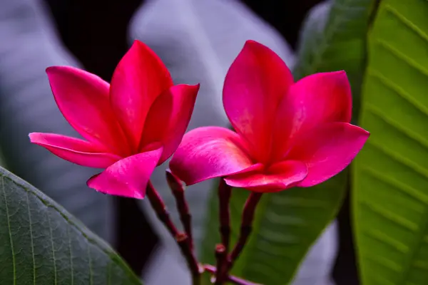Kalp kırmızısı frangipani çiçekleri