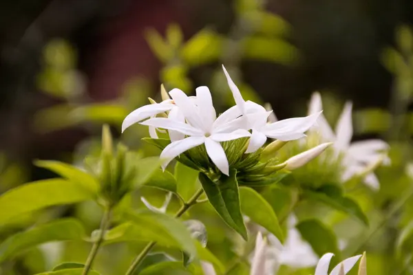 stock image White jasmine flower with blurred background