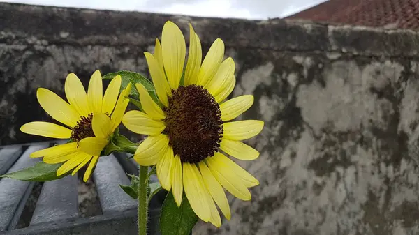 Gün boyunca açan sarı ayçiçekleri
