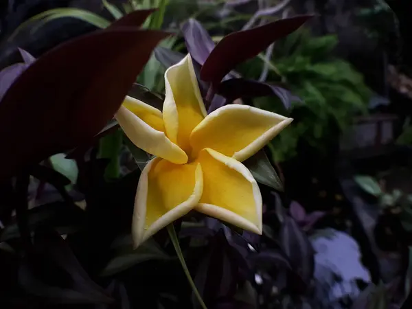 Sarı, kokulu Frangipani çiçekleri koyu arkaplanda